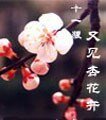 又见杏花开