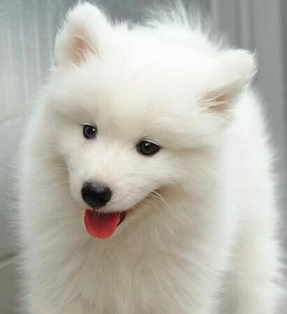 《(犬夜叉同人)杀生丸,还记得你我青梅竹马的情谊么?》