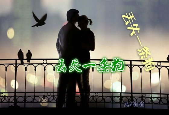 《丢失一条狗》